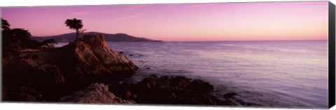 Framed Silhouette of a cypress tree at coast, The Lone Cypress, 17 mile Drive, Carmel, California, USA Print