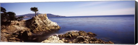 Framed Cypress tree at the coast, The Lone Cypress, 17 mile Drive, Carmel, California Print