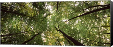 Framed Low angle view of trees with green foliage, Bavaria, Germany Print