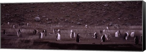 Framed Penguins make their way to the colony, Baily Head, Deception Island, South Shetland Islands, Antarctica Print