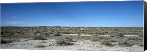 Framed Herd of springboks (Antidorcas marsupialis) grazing in a landscape, Etosha National Park, Kunene Region, Namibia Print