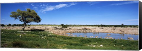 Framed Wild animals at a waterhole, Okaukuejo, Etosha National Park, Kunene Region, Namibia Print