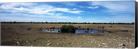 Framed Wild animals at a waterhole, Etosha National Park, Kunene Region, Namibia Print