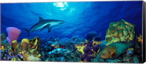 Framed Caribbean Reef shark (Carcharhinus perezi) Rainbow Parrotfish (Scarus guacamaia) in the sea Print