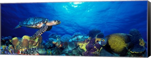 Framed Hawksbill turtle (Eretmochelys Imbricata) and French angelfish (Pomacanthus paru) with Stoplight Parrotfish (Sparisoma viride) Print