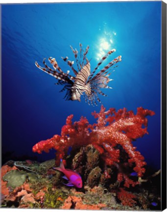 Framed Lionfish (Pteropterus radiata) and Squarespot anthias (Pseudanthias pleurotaenia) with soft corals in the ocean Print