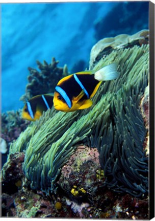 Framed Allard&#39;s anemonefish (Amphiprion allardi) in the ocean Print