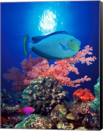 Framed Vlamings unicornfish and Squarespot anthias (Pseudanthias pleurotaenia) with soft corals in the ocean Print