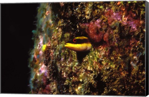 Framed Wrasse blenny in coral wall in the sea Print