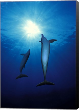 Framed Bottle-Nosed dolphins (Tursiops truncatus) in the sea Print