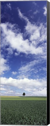 Framed Germany, Baden-Wurttemberg,Single tree in field, clouds Print