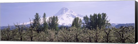 Framed Fruit trees in an orchard with a snowcapped mountain in the background, Mt Hood, Hood River Valley, Oregon, USA Print