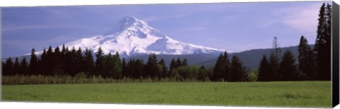 Framed Field with a snowcapped mountain in the background, Mt Hood, Oregon (horizontal) Print