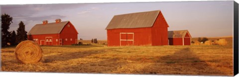 Framed Red barns in a farm, Palouse, Whitman County, Washington State, USA Print