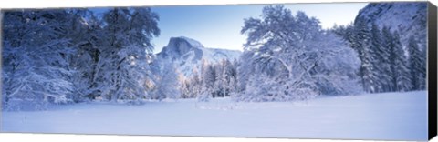 Framed Oak trees and rock formations covered with snow, Half Dome, Yosemite National Park, California Print