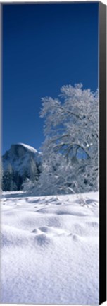 Framed Oak tree and rock formations covered with snow, Half Dome, Yosemite National Park, Mariposa County, California, USA Print