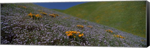 Framed Purple and Orange Wildflowers on a hillside, California Print