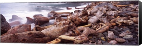 Framed Driftwood on the beach, Oregon Coast, Oregon, USA Print