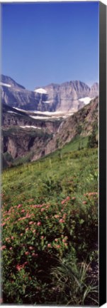 Framed Alpine wildflowers on a landscape, US Glacier National Park, Montana, USA Print