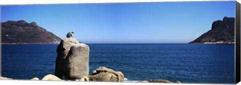 Framed Bronze leopard statue on a boulder, Hout Bay, Cape Town, Western Cape Province, South Africa Print