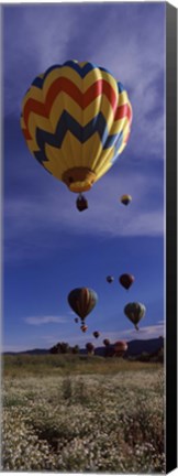 Framed Hot air balloons rising, Hot Air Balloon Rodeo, Steamboat Springs, Colorado Print