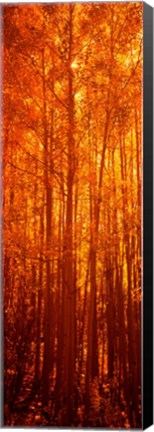 Framed Aspen trees at sunrise in autumn, Colorado (vertical) Print