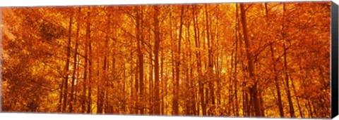 Framed Aspen trees at sunrise in autumn, Colorado (horizontal) Print