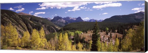 Framed Aspen trees with mountains in the background, Colorado, USA Print