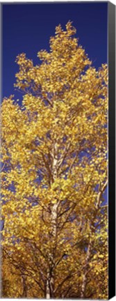 Framed Low angle view of aspen trees in autumn, Colorado Print