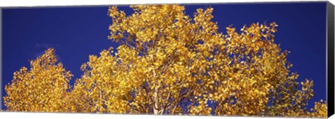 Framed Aspen trees against a Blue Sky, Colorado Print