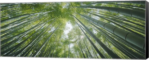 Framed Low angle view of bamboo trees, Hokokuji Temple, Kamakura, Kanagawa Prefecture, Kanto Region, Honshu, Japan Print