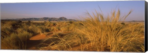 Framed Grass growing in a desert, Namib Rand Nature Reserve, Namib Desert, Namibia Print