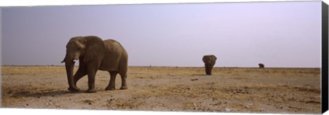 Framed Three African elephants (Loxodonta africana) bulls approaching a waterhole, Etosha National Park, Kunene Region, Namibia Print