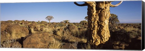 Framed Quiver tree (Aloe dichotoma) growing in a desert, Namibia Print