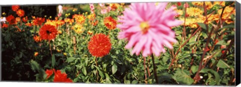 Framed Dahlia flowers in a park, Stuttgart, Baden-Wurttemberg, Germany Print