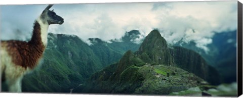 Framed Alpaca (Vicugna pacos) on a mountain with an archaeological site in the background, Inca Ruins, Machu Picchu, Cusco Region, Peru Print