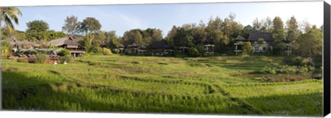 Framed Rice fieldst, Chiang Mai, Thailand Print