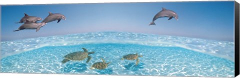 Framed Bottlenose Dolphin Jumping While Turtles Swimming Under Water Print