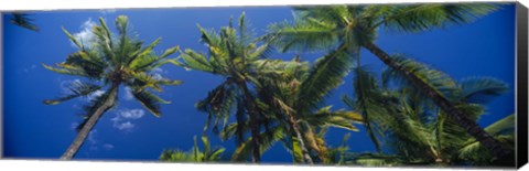 Framed Palm Trees, Maui, Hawaii (low angle view) Print