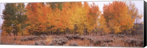 Framed Jackson Hole in Autumn Print