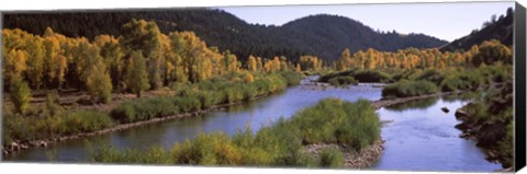 Framed River flowing through a forest, Jackson, Jackson Hole, Teton County, Wyoming, USA Print