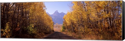 Framed Road passing through a forest, Grand Teton National Park, Teton County, Wyoming, USA Print