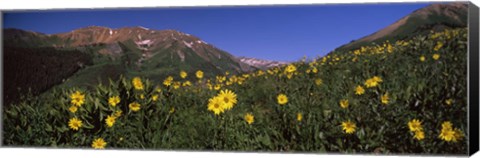 Framed Wildflowers in a forest, Kebler Pass, Crested Butte, Gunnison County, Colorado, USA Print