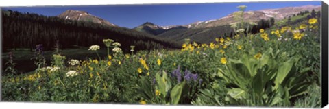 Framed Wildflowers in a forest, West Maroon Pass, Crested Butte, Gunnison County, Colorado, USA Print