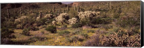 Framed Saguaro cacti (Carnegiea gigantea) on a landscape, Organ Pipe Cactus National Monument, Arizona, USA Print