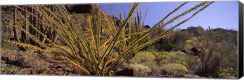 Framed Plants on a landscape, Organ Pipe Cactus National Monument, Arizona (horizontal) Print