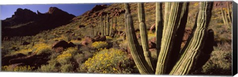 Framed Desert Landscape, Organ Pipe Cactus National Monument, Arizona, USA Print