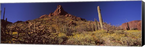 Framed Organ Pipe Cactus National Monument, Arizona Print