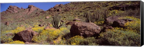 Framed Cacti with wildflowers on a landscape, Organ Pipe Cactus National Monument, Arizona, USA Print