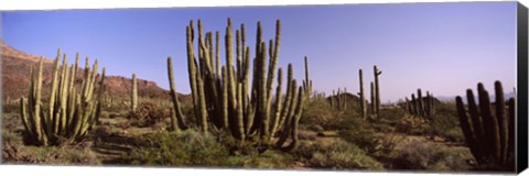 Framed Organ Pipe Cacti on a Landscape, Organ Pipe Cactus National Monument, Arizona, USA Print